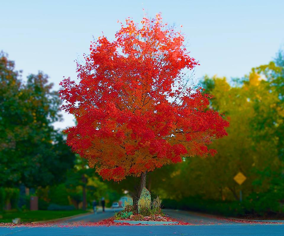 appleridge park neighborhood